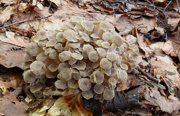 trúdnik klobúčkatý Polyporus umbellatus (Pers.) Fr.