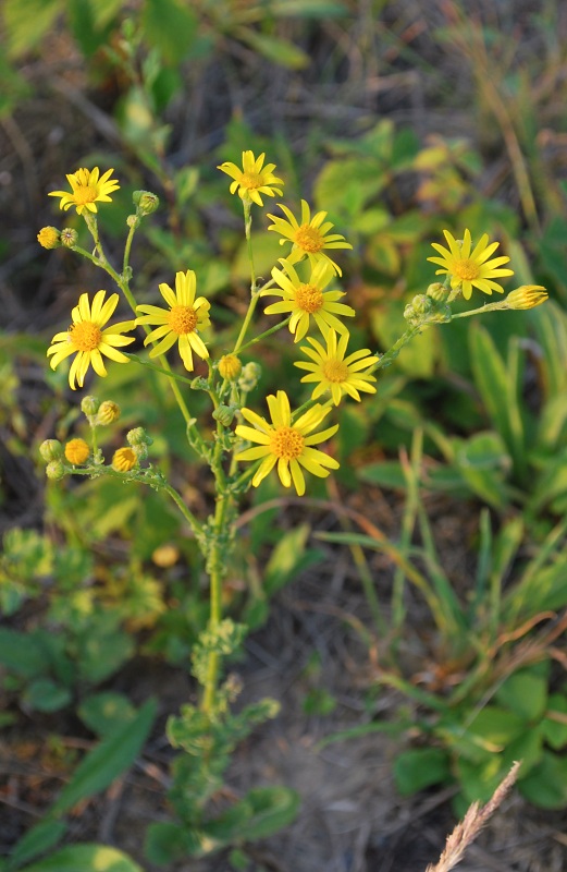 starček jakubov Senecio jacobaea L.