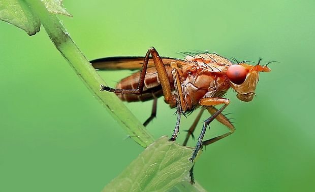 Tetanocera ferruginea (Sciomyzidae)