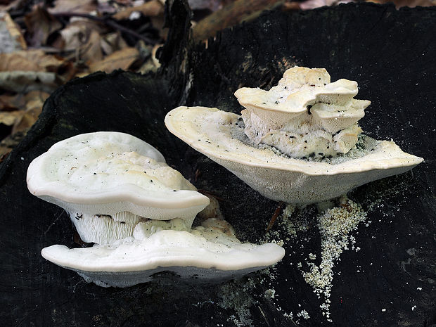 trúdnikovec hrbatý Trametes gibbosa (Pers.) Fr.