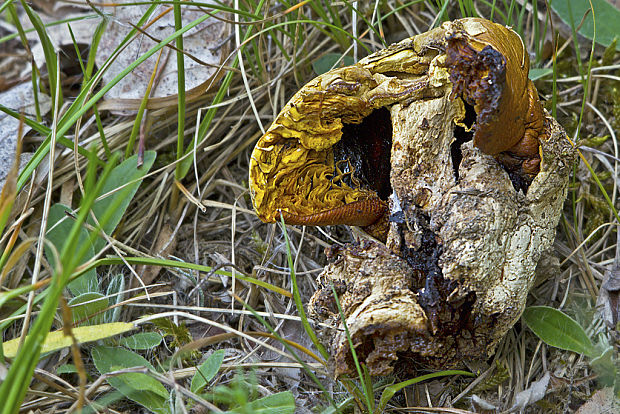 muchotrávka cisárska Amanita caesarea (Scop.) Pers.