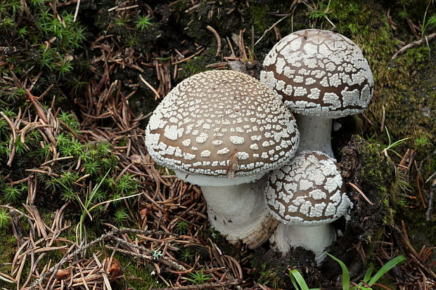 muchotrávka hrubá Amanita excelsa (Fr.) Bertill.