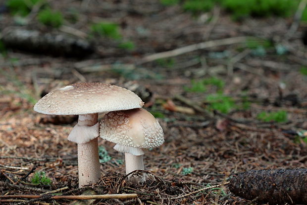 muchotrávka červenkastá Amanita rubescens Pers.