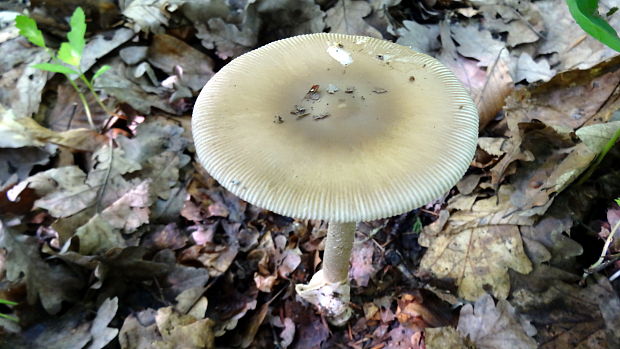 muchotrávka pošvatá Amanita vaginata (Bull.) Lam.