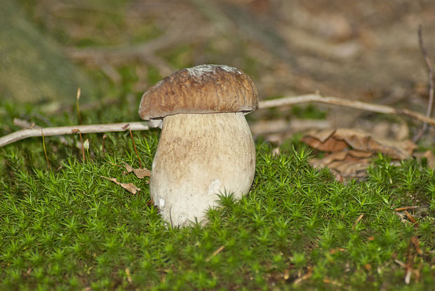 hríb dubový Boletus reticulatus Schaeff.