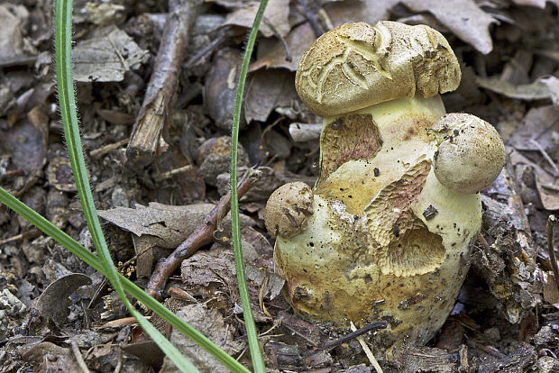 hríb príveskatý Butyriboletus appendiculatus (Schaeff. ex Fr.) Secr.