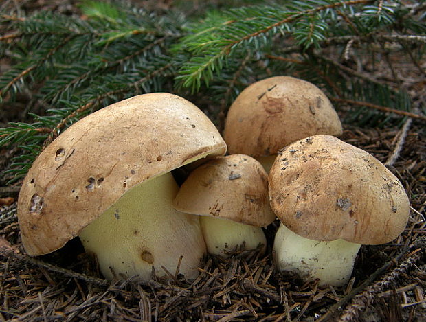 hríb horský Butyriboletus subappendiculatus (Dermek, Lazebn. & J. Veselský) D. Arora & J.L. Frank