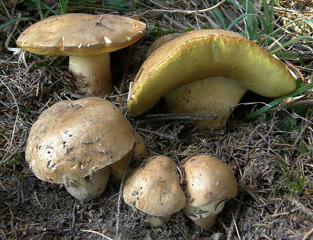 hríb horský Butyriboletus subappendiculatus (Dermek, Lazebn. & J. Veselský) D. Arora & J.L. Frank