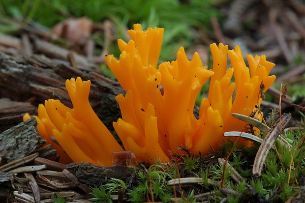 parôžkovec lepkavý Calocera viscosa (Pers.) Fr.