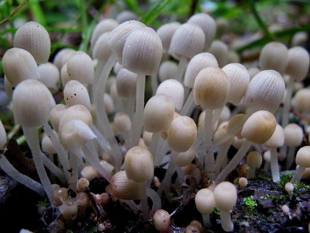 hnojník rozsiaty Coprinellus disseminatus (Pers.) J.E. Lange