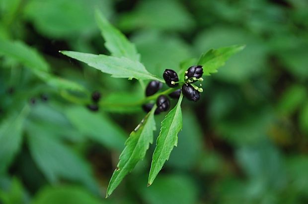 zubačka cibuľkonosná Dentaria bulbifera L.