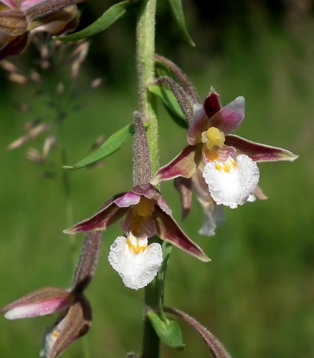 kruštík močiarny Epipactis palustris (L.) Crantz