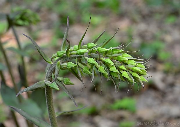 kruštík modrofialový Epipactis purpurata Sm.