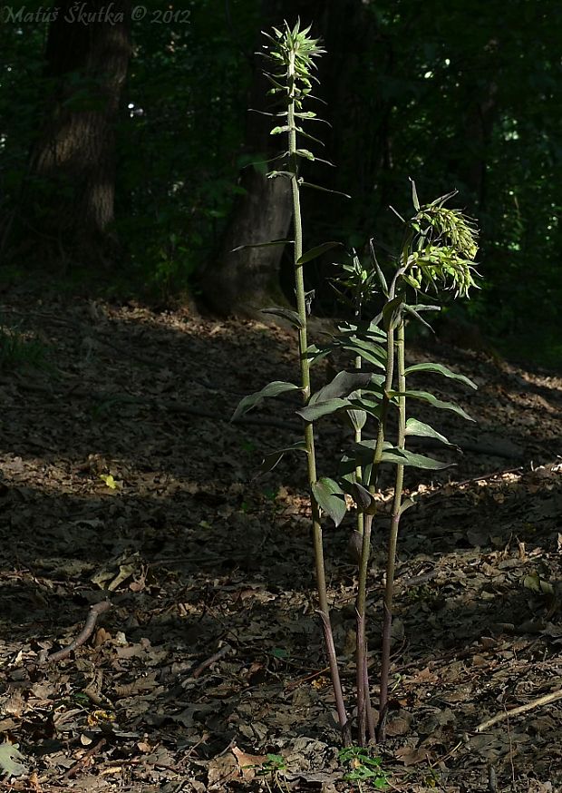 kruštík modrofialový Epipactis purpurata Sm.