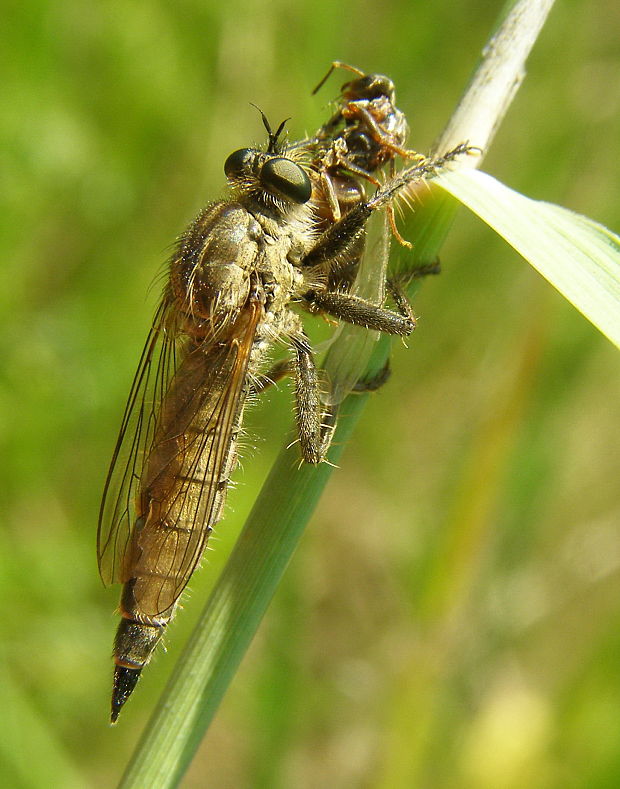 muchárka Eutolmus rufibarbis