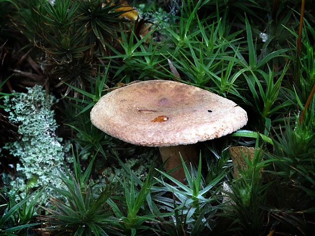 rýdzik Lactarius sp.