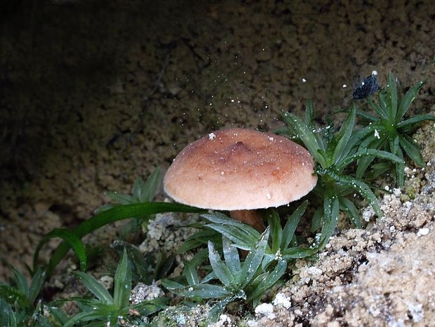 rýdzik Lactarius sp.