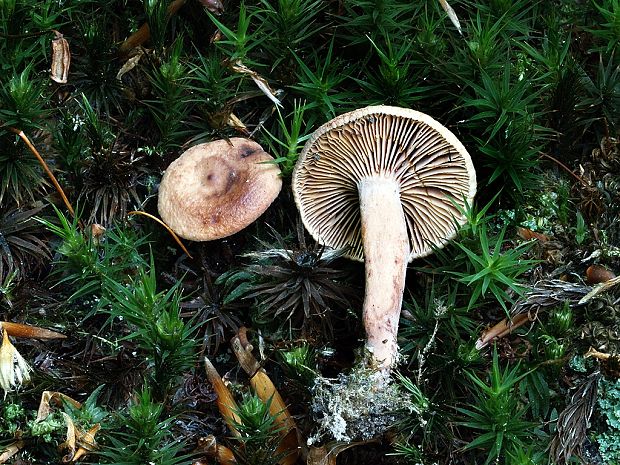 rýdzik Lactarius sp.