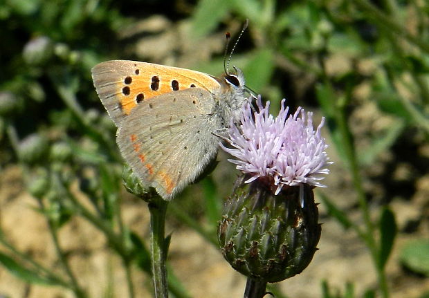 ohniváčik čiernokrídly Lycaena phlaeas