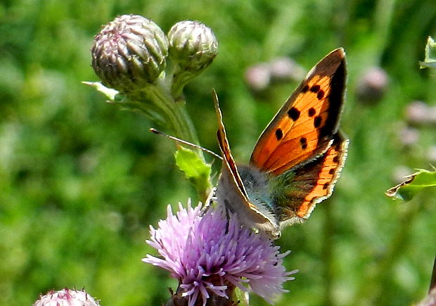 ohniváčik čiernokrídly Lycaena phlaeas