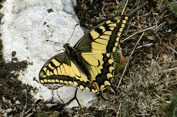 vidlochvost feniklový Papilio machaon