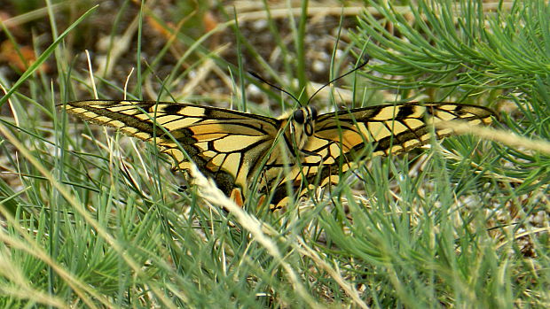 vidlochvost feniklový Papilio machaon