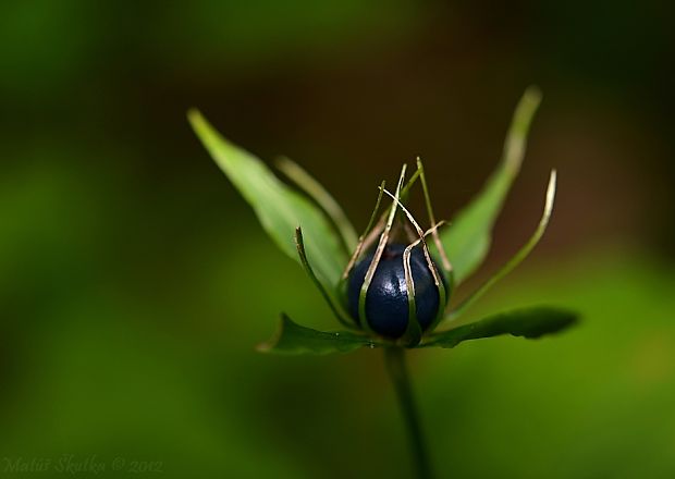 vranovec štvorlistý Paris quadrifolia L.