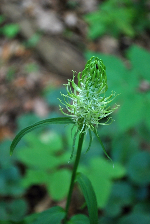 zerva klasnatá Phyteuma spicatum L.