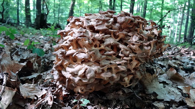 trúdnik klobúčkatý Polyporus umbellatus (Pers.) Fr.