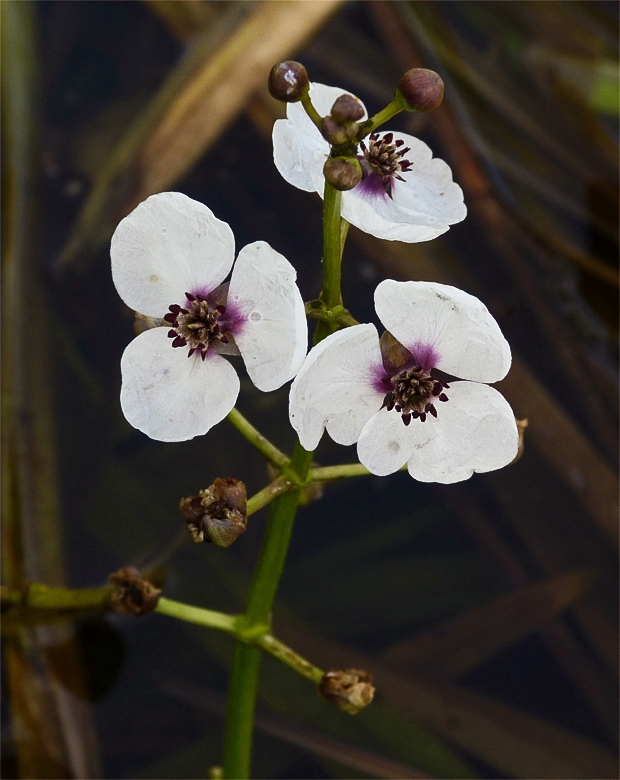 šípovka vodná Sagittaria sagittifolia L.