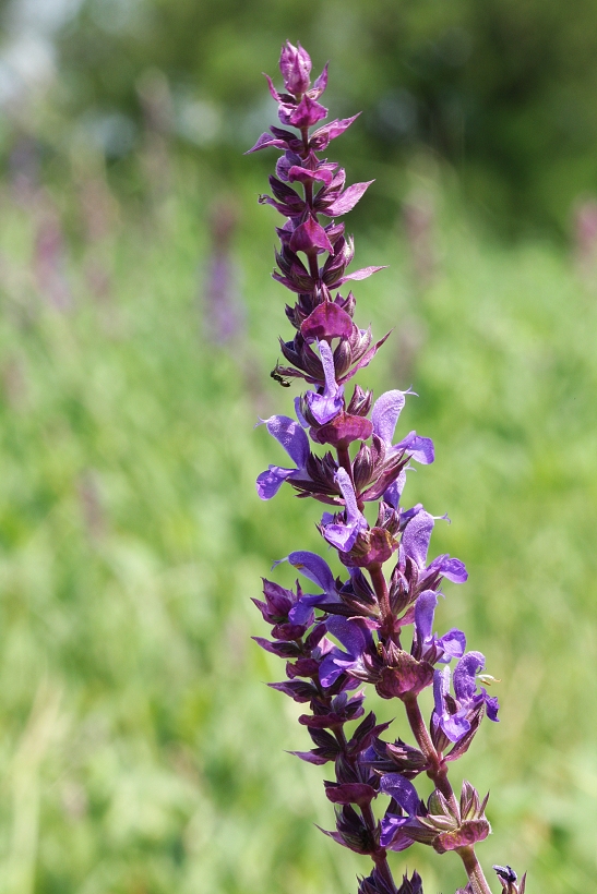 šalvia hájna                  - detail kvetu Salvia nemorosa L.