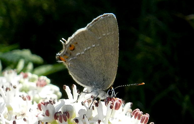 ostrôžkár malý Satyrium acaciae