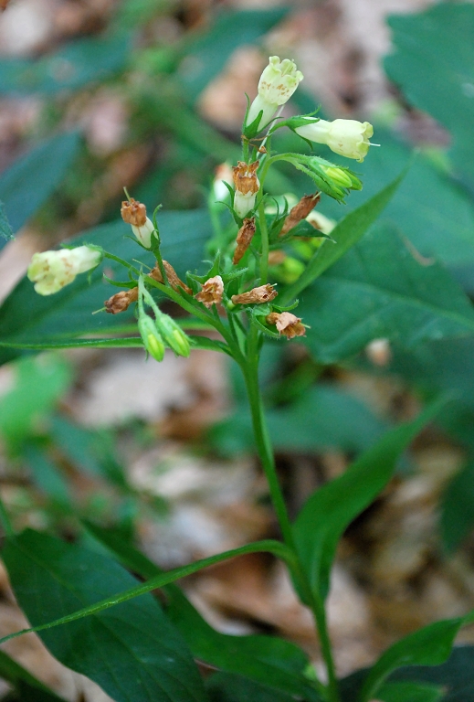 kostihoj hľuznatý Symphytum tuberosum L.