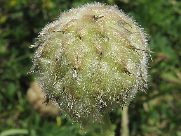 ďatelina jahodovitá Trifolium fragiferum L.