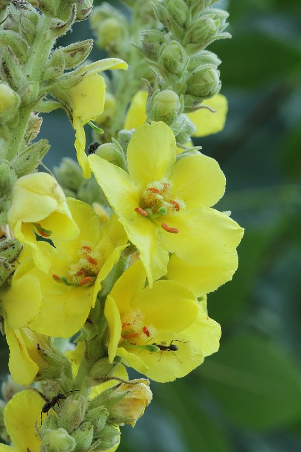 divozel veľkokvetý   - detail kvetu Verbascum densiflorum Bertol.