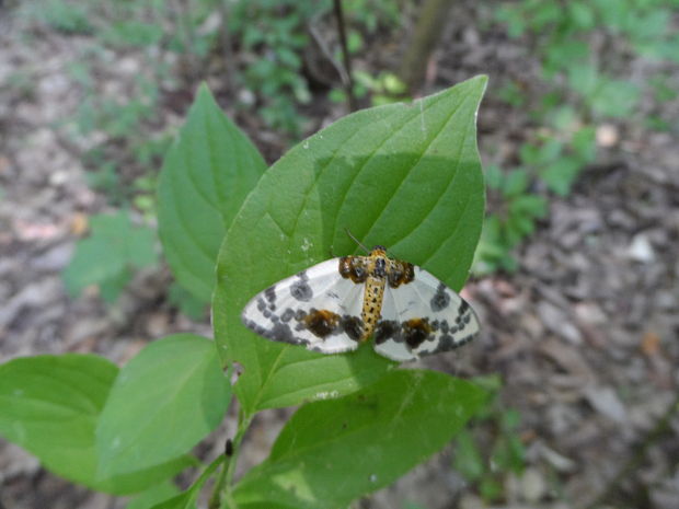 piadivka brestová Abraxas sylvata