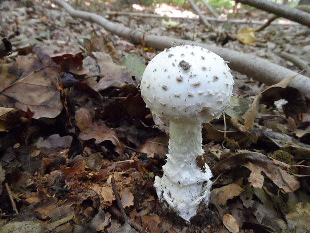 muchotrávka šiškovitá Amanita strobiliformis Gonn. & Rabenh.