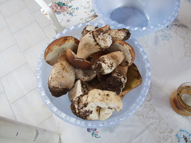 hríb dubový Boletus reticulatus Schaeff.