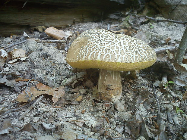 hríb dubový Boletus reticulatus Schaeff.