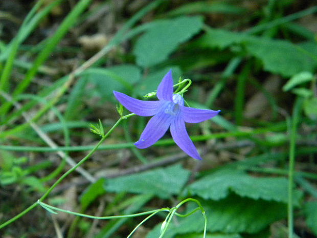 zvonček konáristý Campanula patula L.