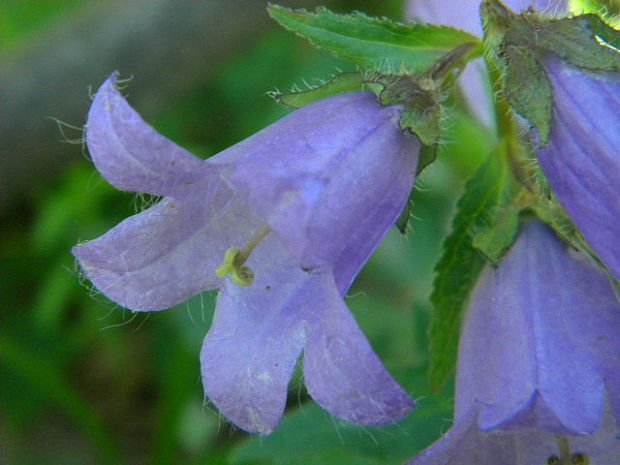 zvonček pŕhľavolistý Campanula trachelium L.