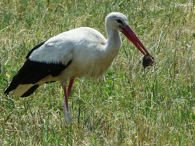 bocian biely pri love Ciconia ciconia