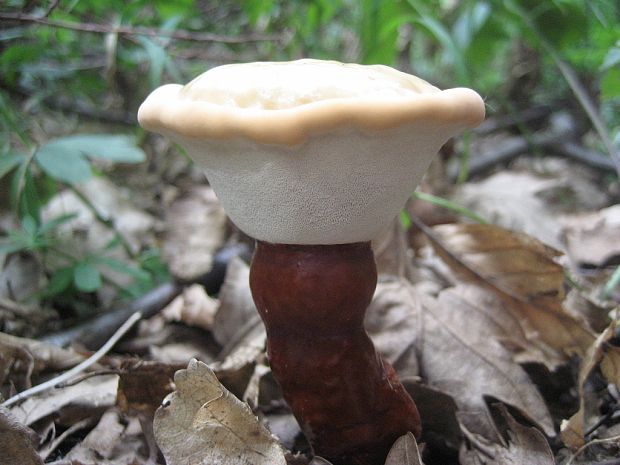 lesklokôrovka obyčajná Ganoderma lucidum (Curtis) P. Karst.