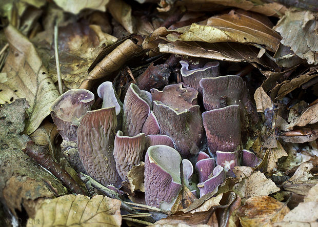 lievikovec kyjakovitý Gomphus clavatus (Pers.) Gray