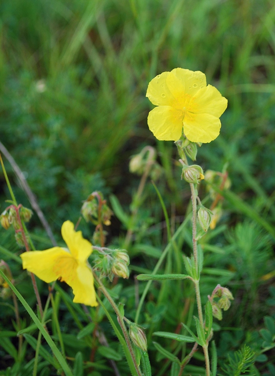 devätorník veľkokvetý Helianthemum grandiflorum (Scop.) DC.