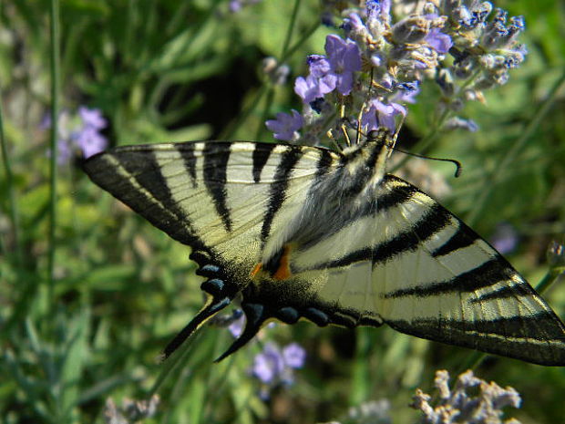 vidlochvost ovocný Iphiclides podalirius