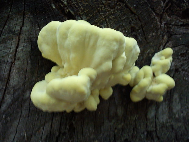 sírovec obyčajný Laetiporus sulphureus (Bull.) Murrill