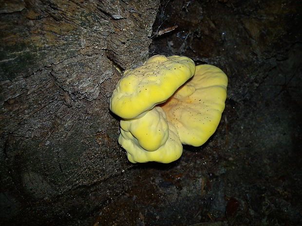 sírovec obyčajný Laetiporus sulphureus (Bull.) Murrill