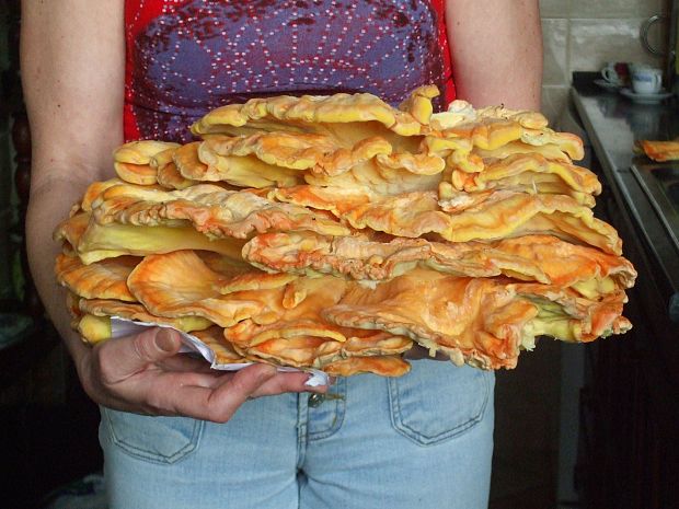 sírovec obyčajný Laetiporus sulphureus (Bull.) Murrill