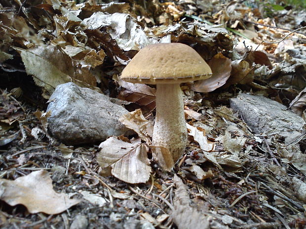 kozák hrabový Leccinum pseudoscabrum (Kallenb.) Šutara